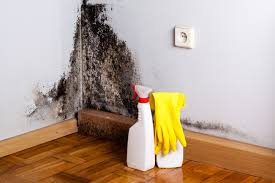 Why You Should Choose Our Mold Remediation Services in Kenova, WV